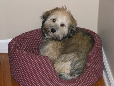 Chip at Rest