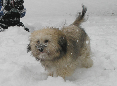 Chip in the Snow